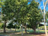 View full-size image Harpullia pendula