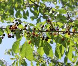 Cerasus avium. Часть ветви плодоносящего растения. Крым, Долгоруковская яйла, опушка леса. 18 июля 2021 г.