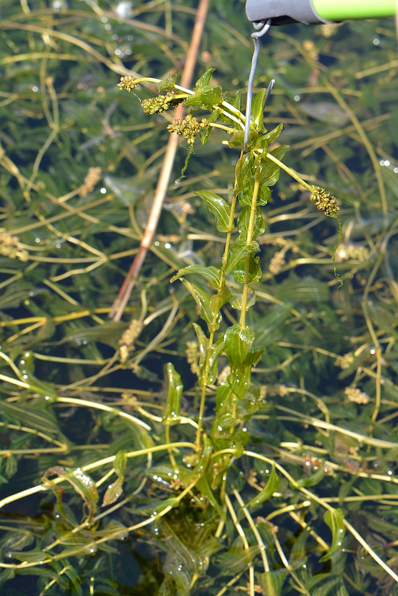 Изображение особи Potamogeton perfoliatus.