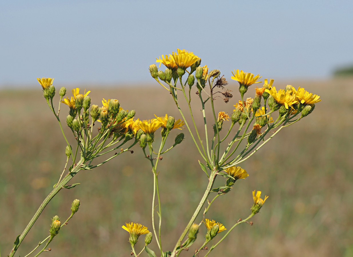 Image of Hieracium umbellatum specimen.