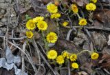 Tussilago farfara