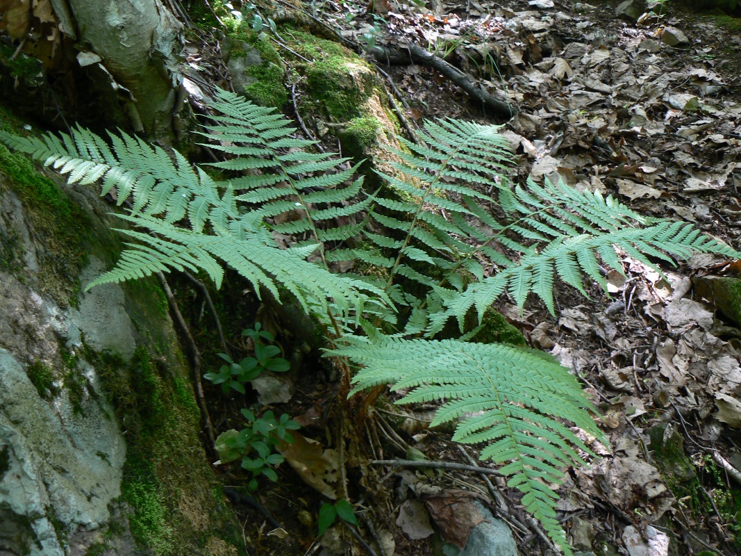 Image of Dryopteris crassirhizoma specimen.