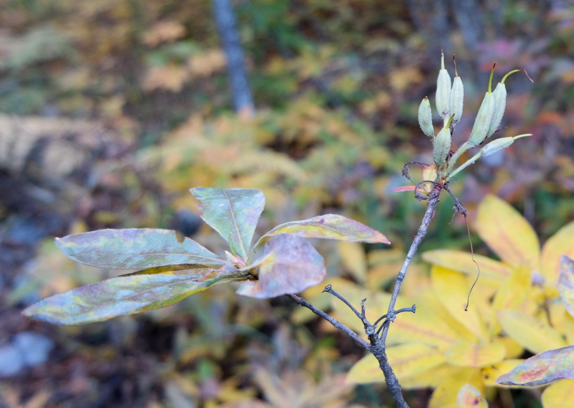 Image of Rhododendron luteum specimen.