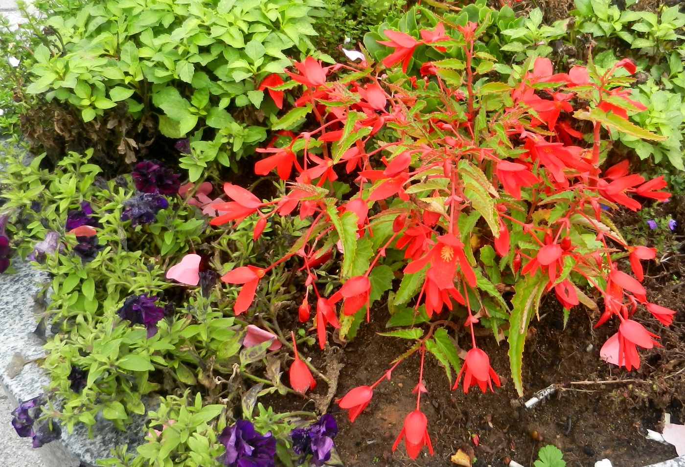 Изображение особи Begonia boliviensis.