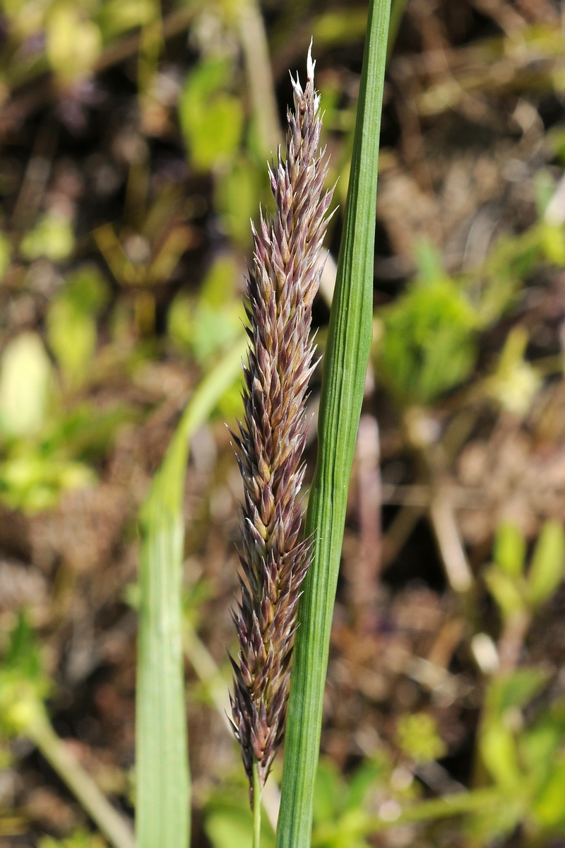 Image of familia Poaceae specimen.