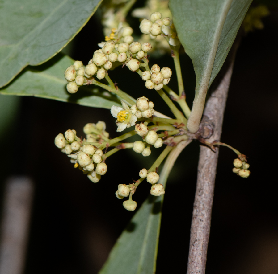 Изображение особи Gymnosporia senegalensis.