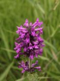 Betonica officinalis. Соцветие. Калужская обл., Боровский р-н, окраина дер. Сатино, дол. р. Протва, луг. 3 июля 2020 г.