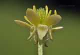 Ranunculus chinensis