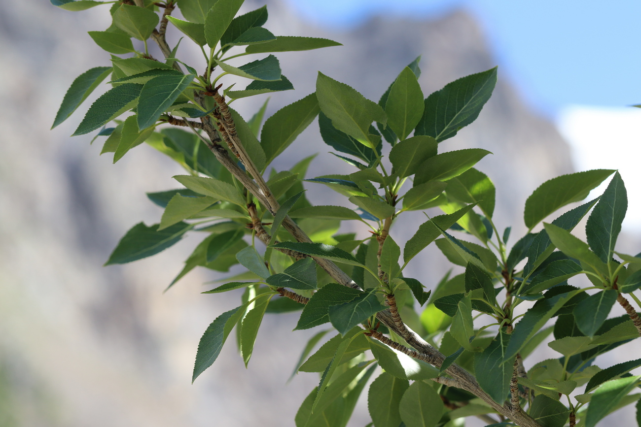 Изображение особи Populus laurifolia.