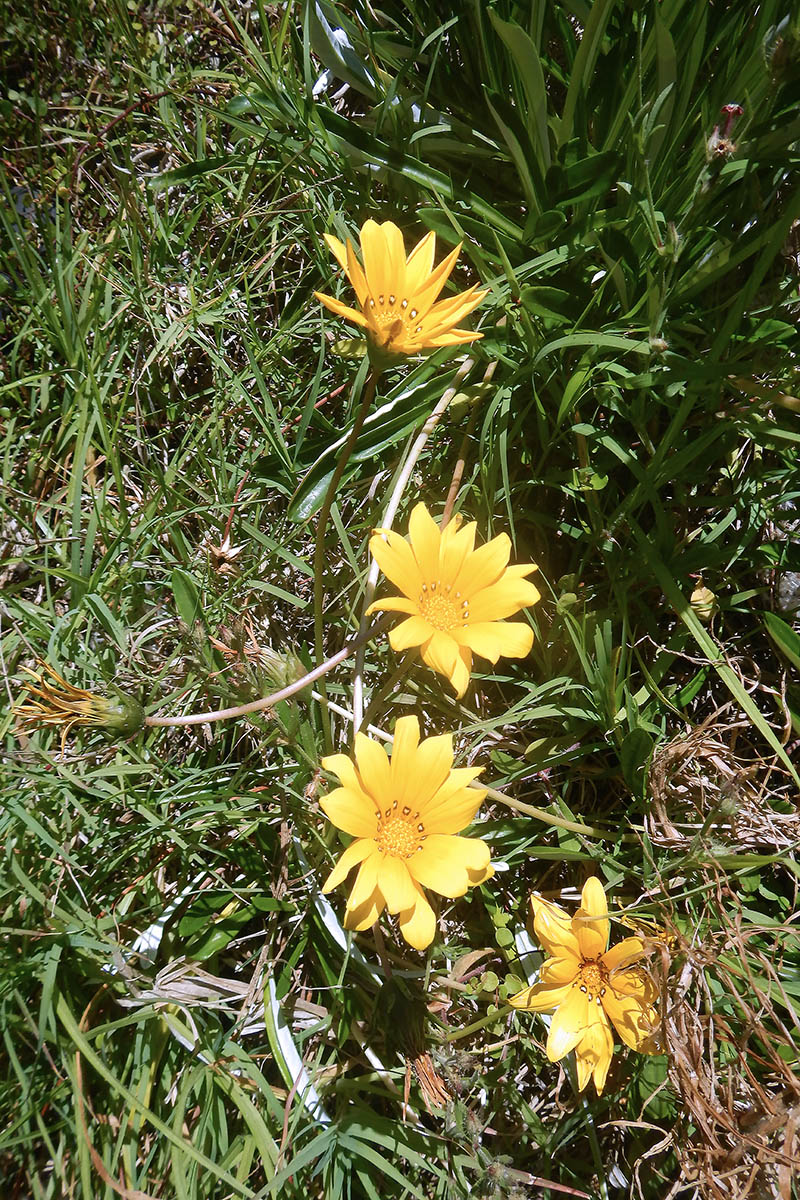 Image of genus Gazania specimen.