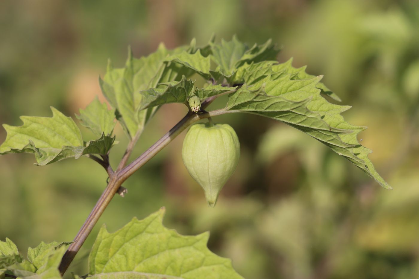 Image of Physalis angulata specimen.