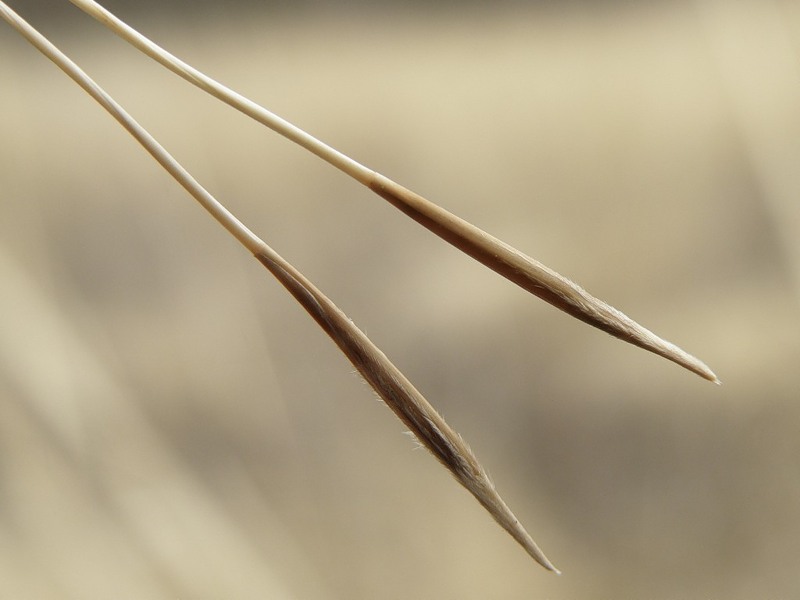 Image of Stipa capillata specimen.