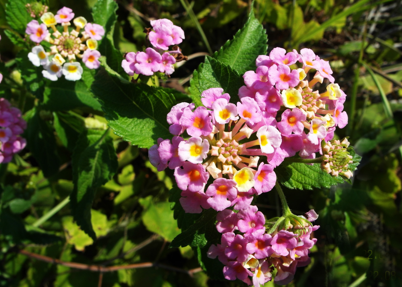 Image of Lantana camara specimen.