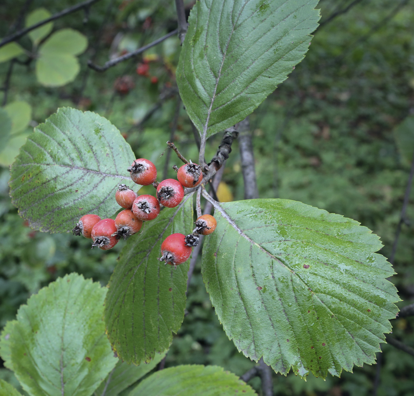 Изображение особи Sorbus subfusca.