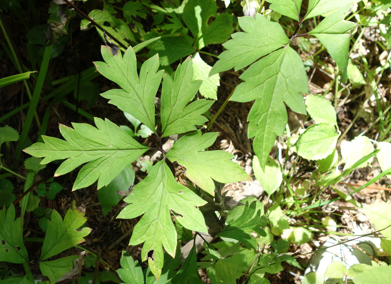 Изображение особи Aconitum stoloniferum.