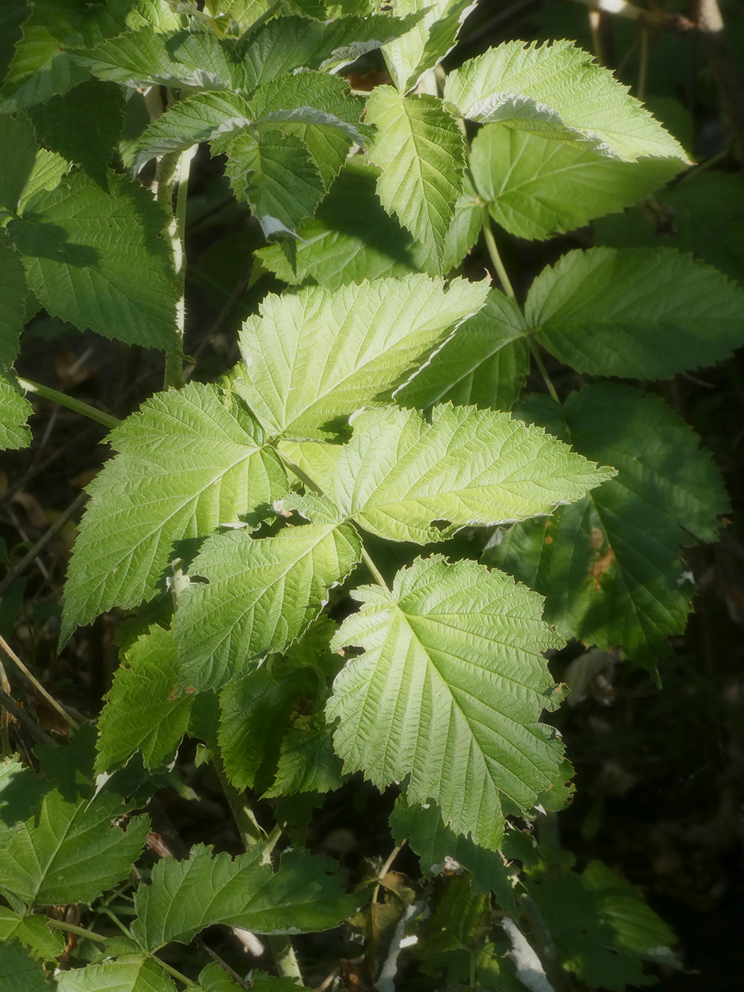 Изображение особи Rubus idaeus.