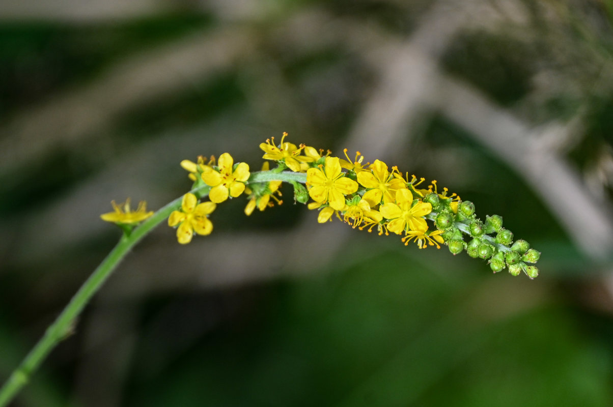 Изображение особи Agrimonia granulosa.