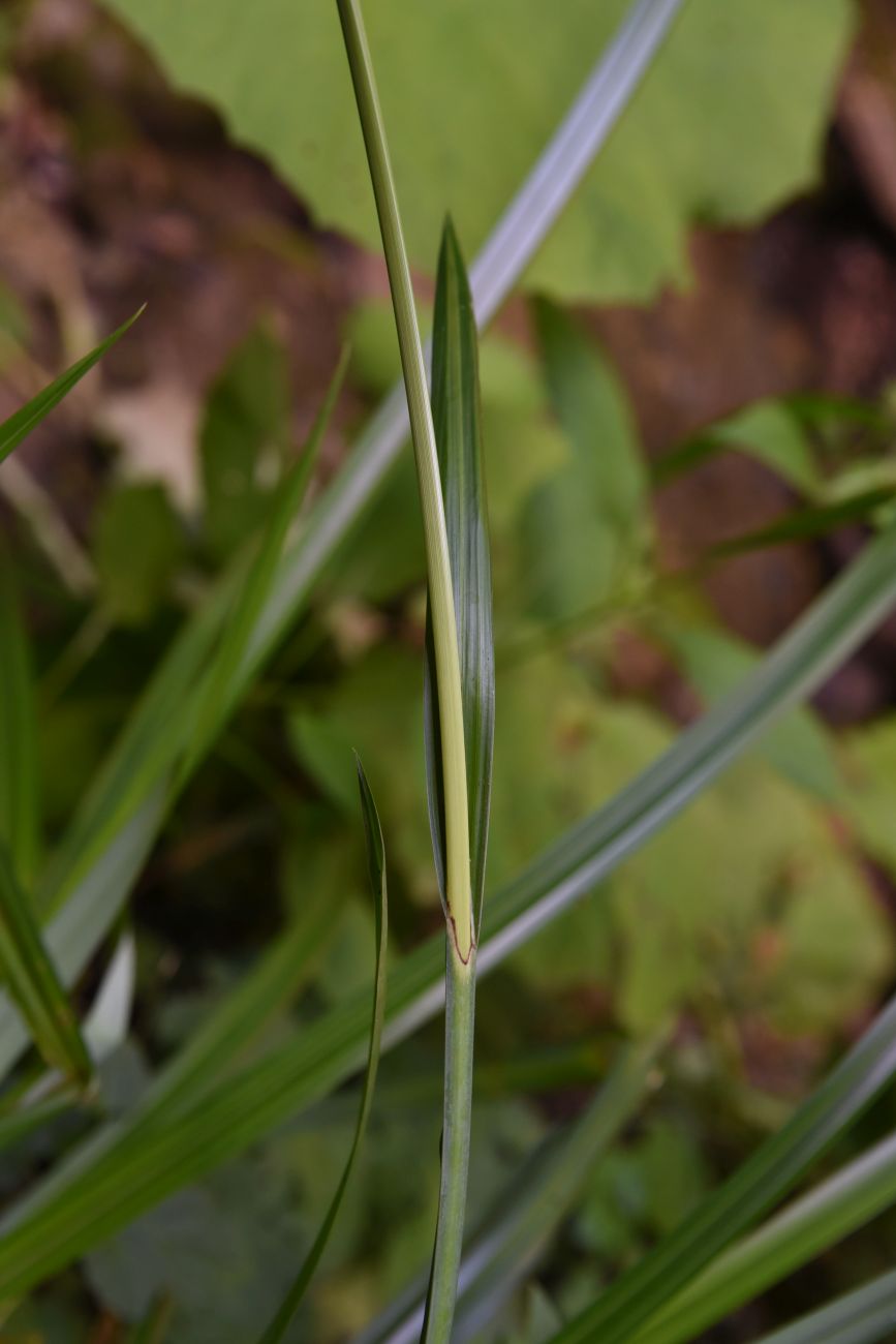 Image of Carex pendula specimen.