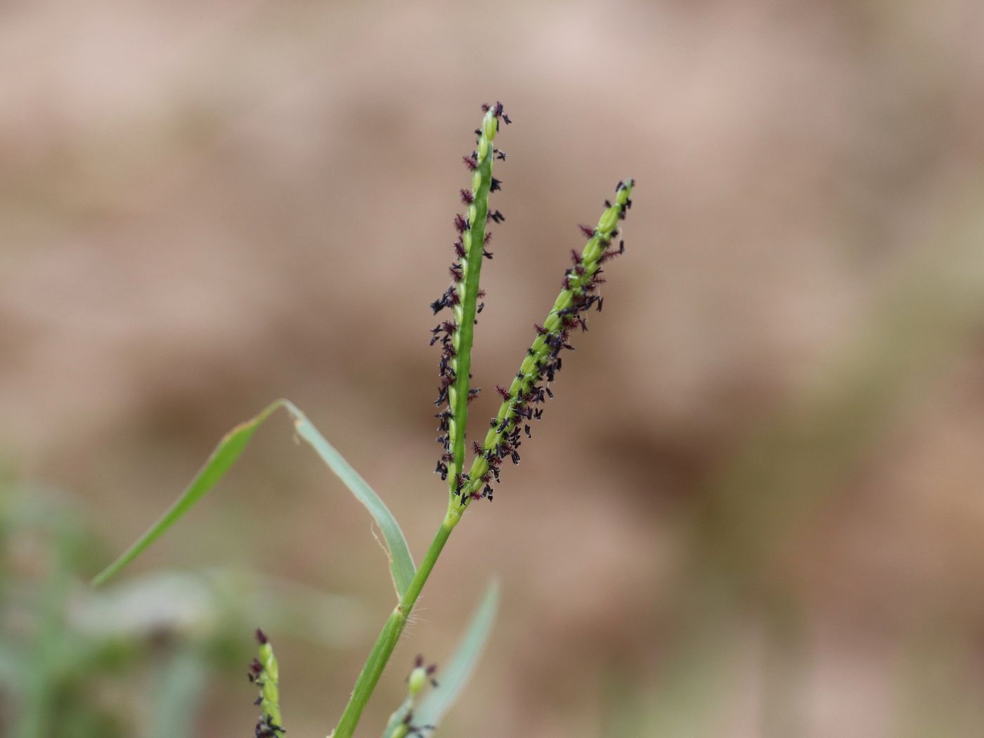 Image of Paspalum paspalodes specimen.