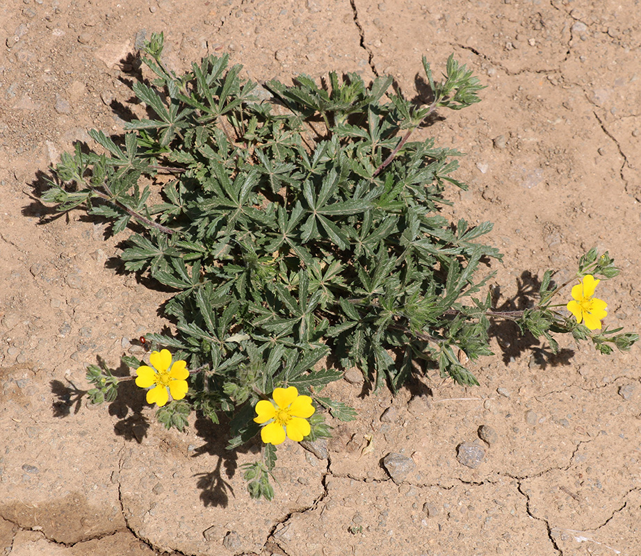 Image of Potentilla reptans specimen.