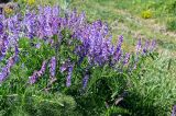 Vicia tenuifolia. Верхушки цветущих растений. Армения, обл. Арагацотн, гора Арагац, ущелье р. Аркашен, окр. крепости Амберд, ≈ 2300 м н.у.м., луг. 20.06.2022.