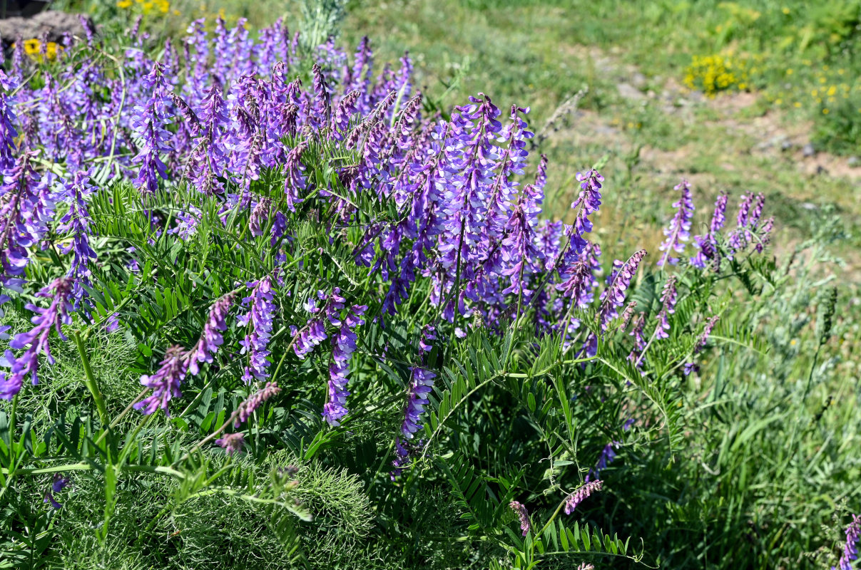 Изображение особи Vicia tenuifolia.