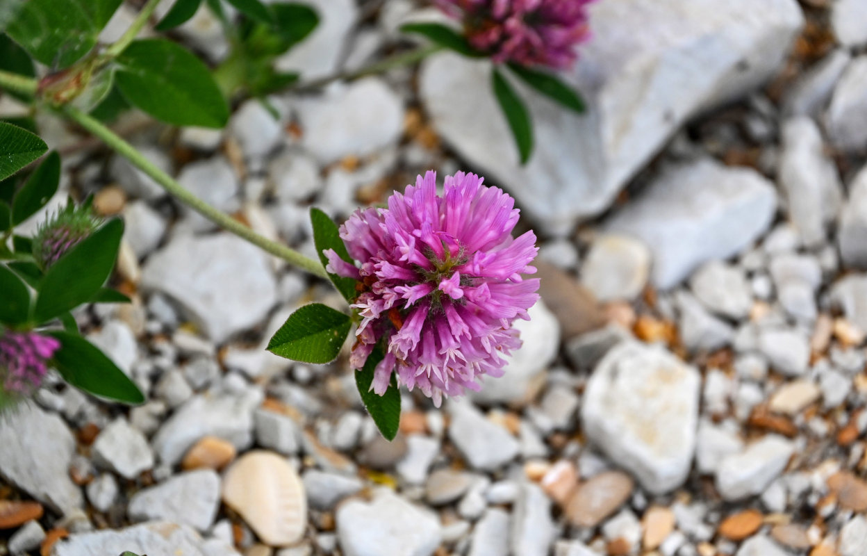 Image of Trifolium pratense specimen.