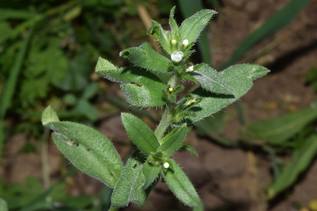 Image of Buglossoides arvensis specimen.