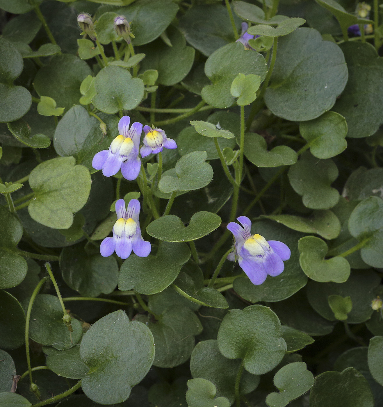 Изображение особи Cymbalaria muralis.