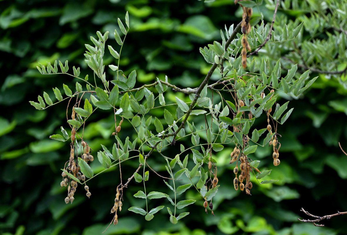 Image of Styphnolobium japonicum specimen.