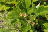 Crataegus pinnatifida. Листья и незрелые плоды. Приморский край, Шкотовский р-н, окр. пос. Подъяпольск, вершина сопки, скала. 07.07.2023.