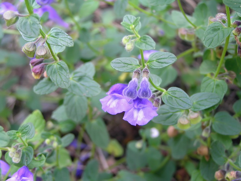 Image of Scutellaria strigillosa specimen.