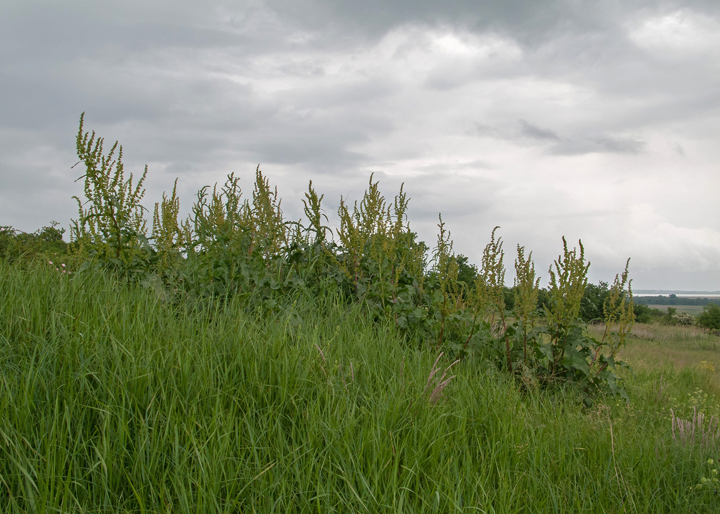 Image of Rumex patientia specimen.