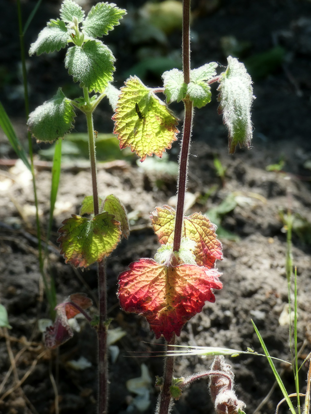 Изображение особи Lamium purpureum.