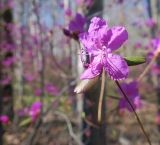 Rhododendron dauricum. Цветок. Бурятия, Кабанский р-н, тополёво-берёзовый лес на склоне сопки у северного подножья хребта Хамар-Дабан. 22.05.2023.