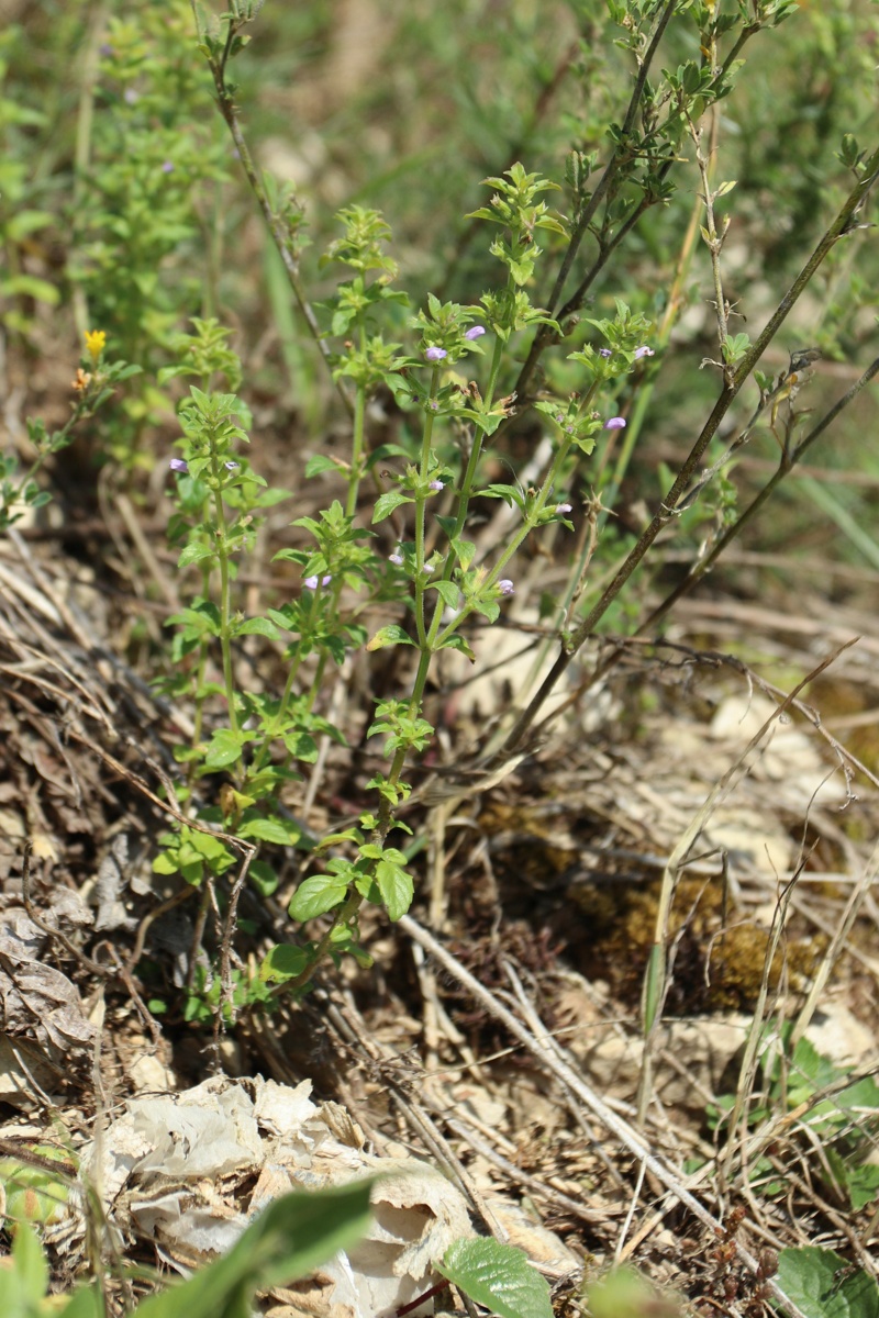 Image of Ziziphora acinos specimen.