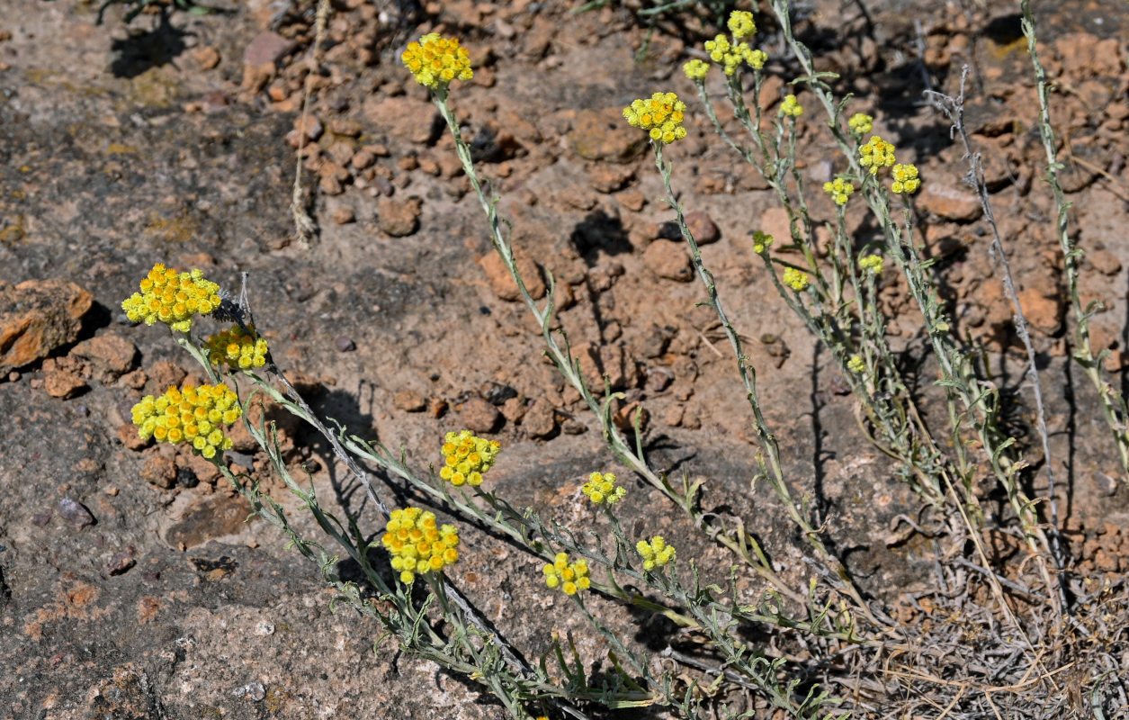 Image of Helichrysum arenarium specimen.