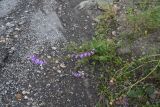 Campanula rapunculoides. Цветущее растение. Чечня, Шаройский р-н, бассейн р. Цесиахк, нижняя часть долины левого притока, берег ручья. 11 августа 2023 г.