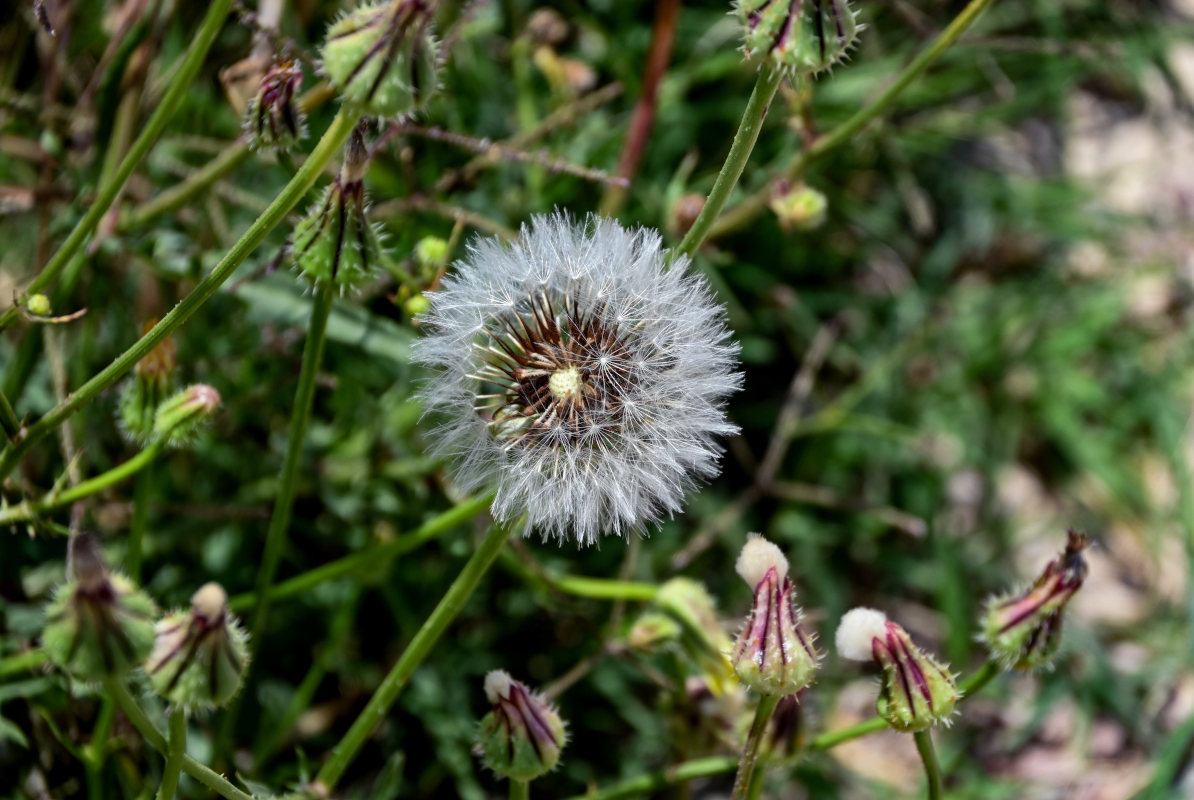 Изображение особи Urospermum picroides.