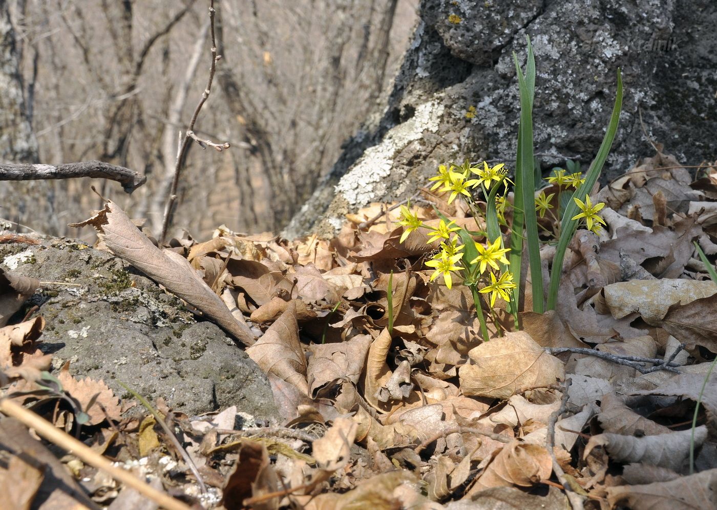 Image of Gagea terraccianoana specimen.