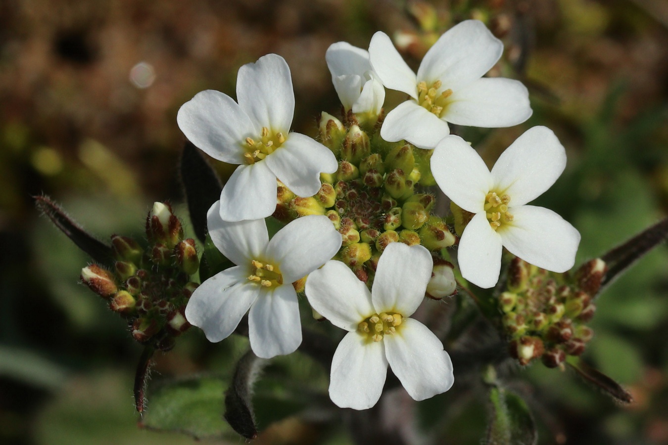 Image of Arabidopsis arenosa specimen.