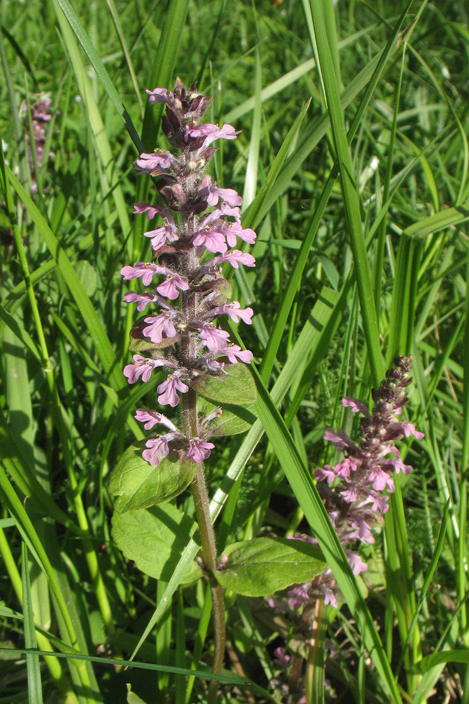 Image of Ajuga reptans specimen.