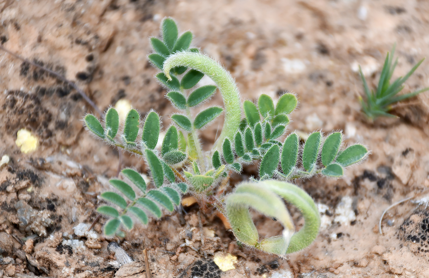 Изображение особи Astragalus stalinskyi.