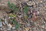 Astragalus amabilis