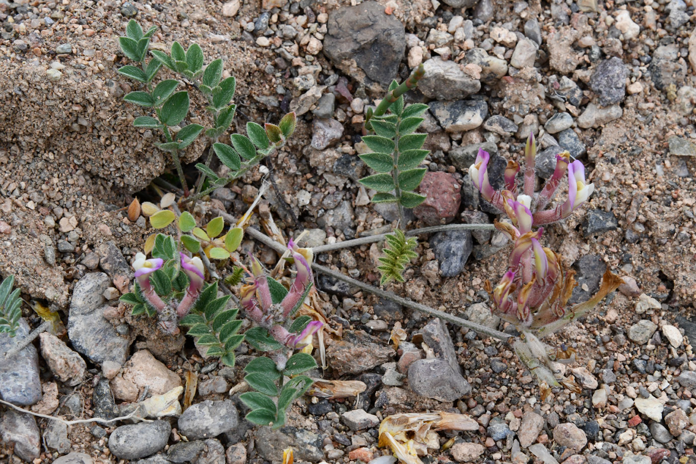 Image of Astragalus amabilis specimen.