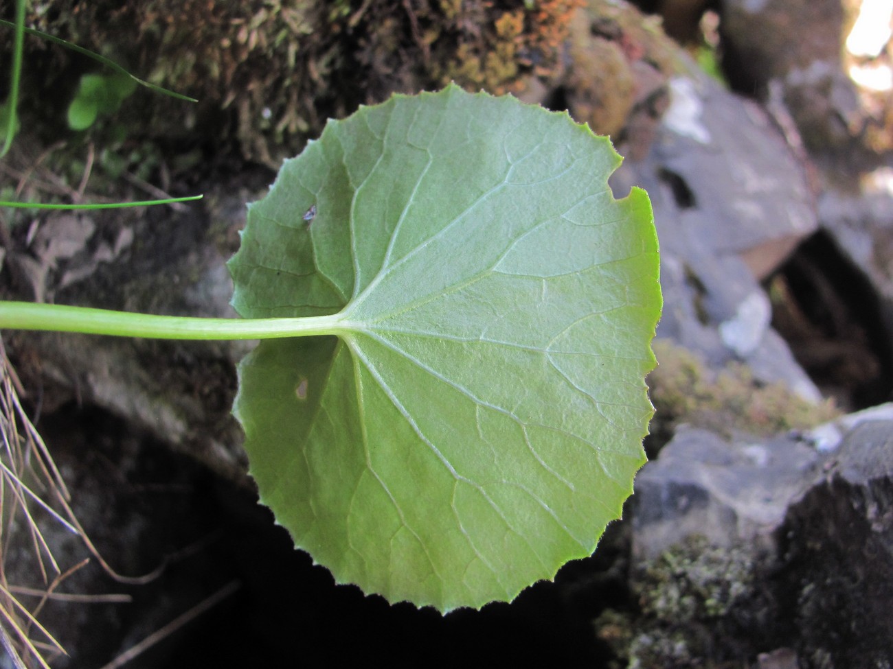 Image of Dolichorrhiza correvoniana specimen.