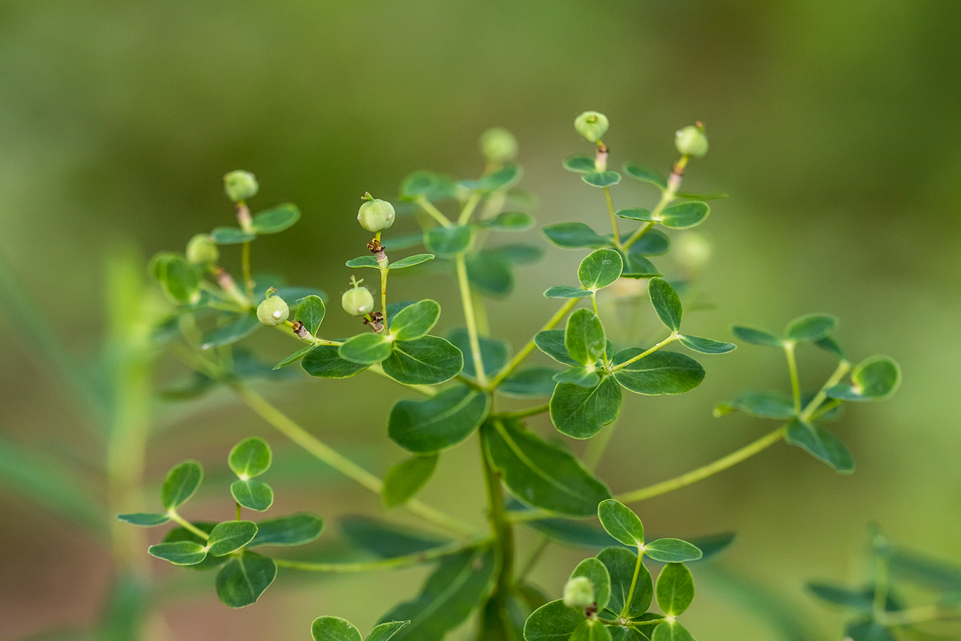 Image of Euphorbia semivillosa specimen.