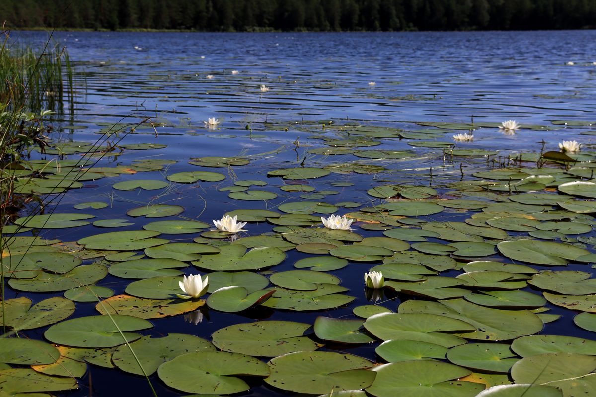 Image of Nymphaea candida specimen.