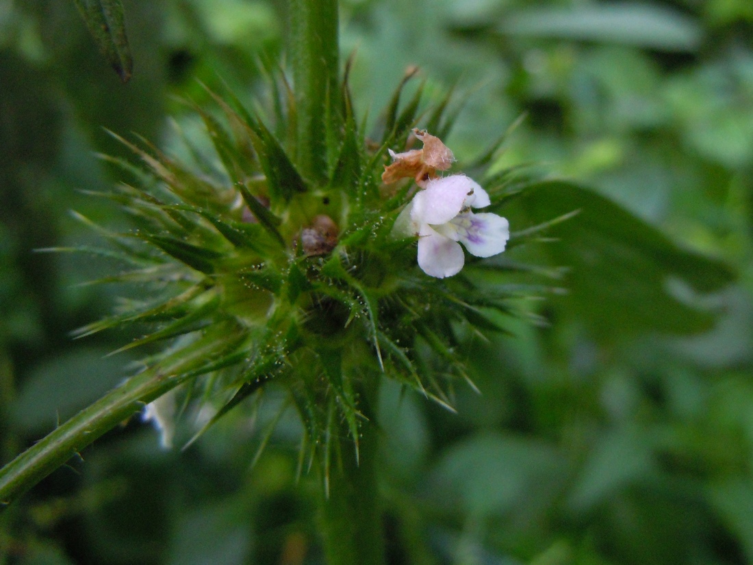 Image of Galeopsis tetrahit specimen.