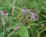 Arctium tomentosum. Верхушка цветущей веточки. Тульская обл., Куркинский р-н, окр. степного урочища Горки, берег р. Дон, луг. 30 июля 2024 г.